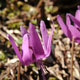 Japanese trout lily_1